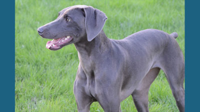 Weimaraner 8