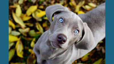 Weimaraner 9