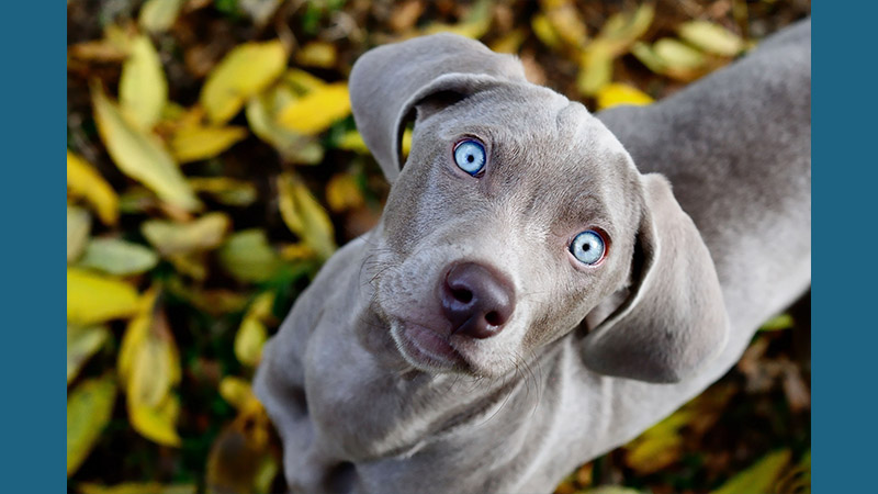 Weimaraner 9