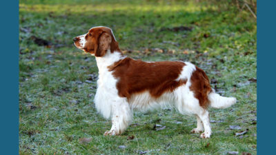 Welsh Springer Spaniel 1