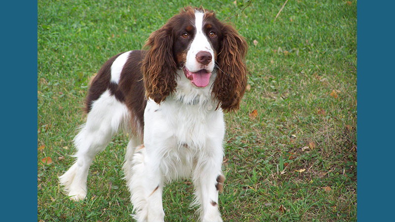 Welsh Springer Spaniel 10