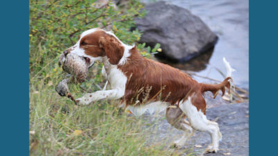 Welsh Springer Spaniel 11