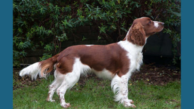 Welsh Springer Spaniel 12