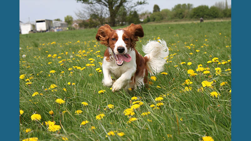 Welsh Springer Spaniel 13