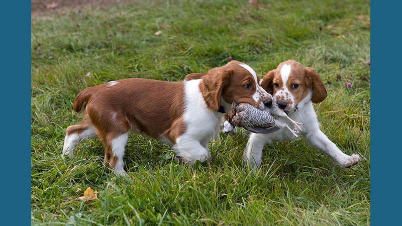 Welsh Springer Spaniel 14