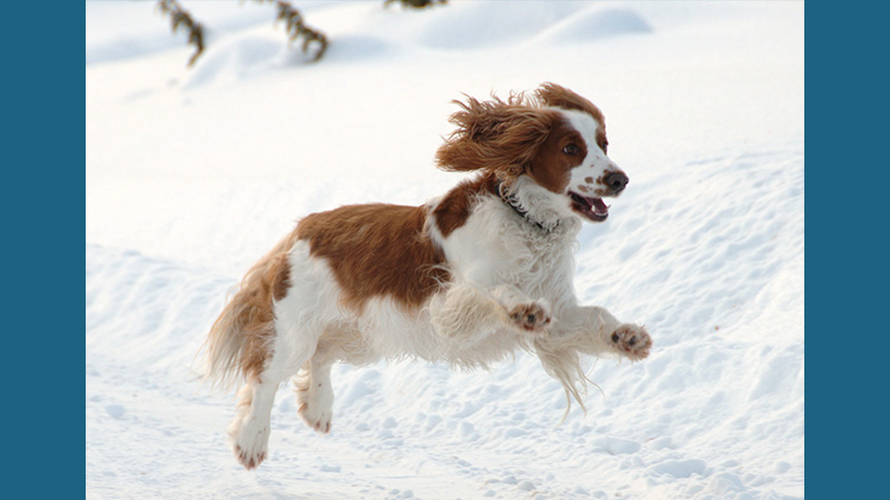 Welsh Springer Spaniel 15