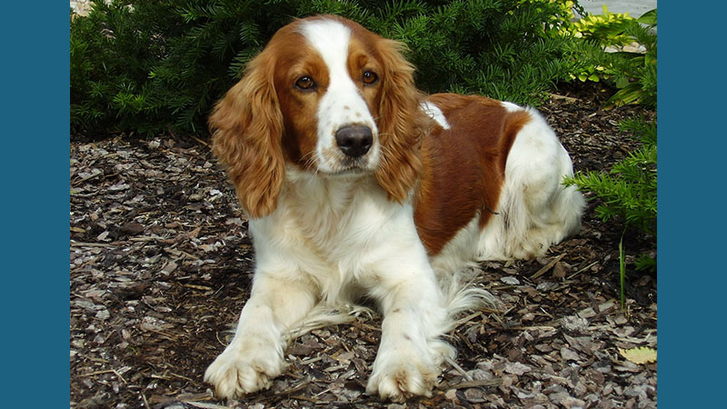 Welsh Springer Spaniel 2