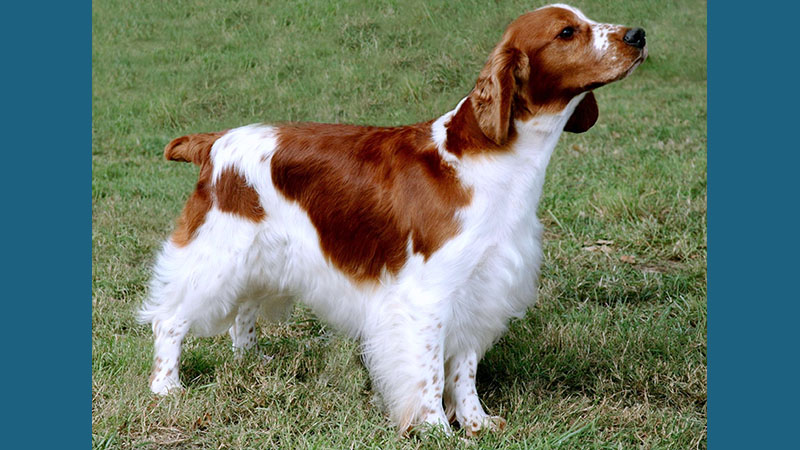 Welsh Springer Spaniel 3