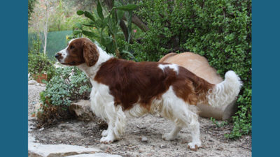 Welsh Springer Spaniel 4