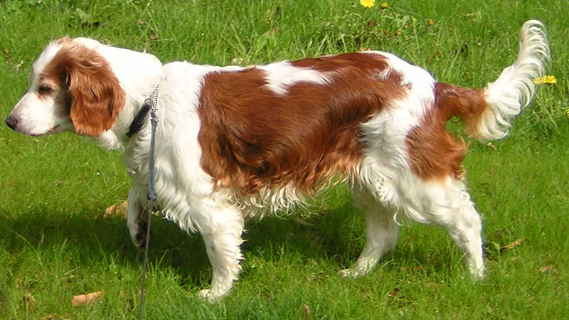 Welsh Springer Spaniel 5