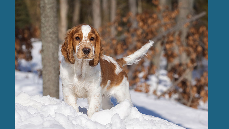 Welsh Springer Spaniel 6