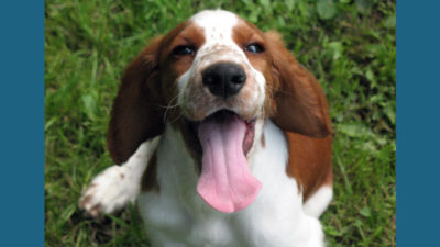 Welsh Springer Spaniel 7