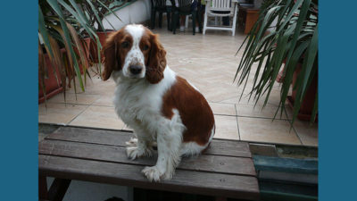 Welsh Springer Spaniel 8