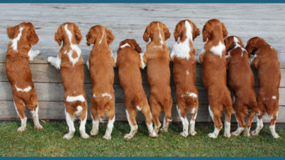 Welsh Springer Spaniel 9