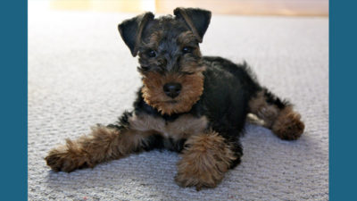 Welsh Terrier 1