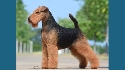 Welsh Terrier 10