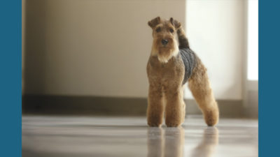 Welsh Terrier 11