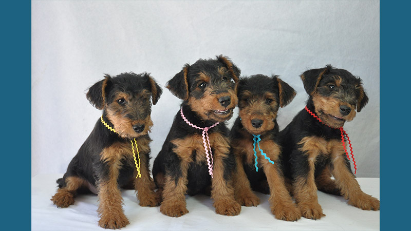 Welsh Terrier 12