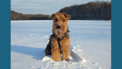 Welsh Terrier 13