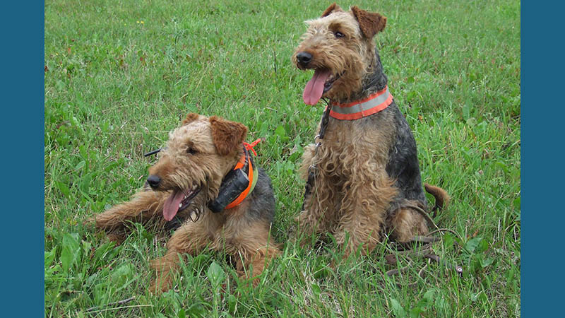 Welsh Terrier 14