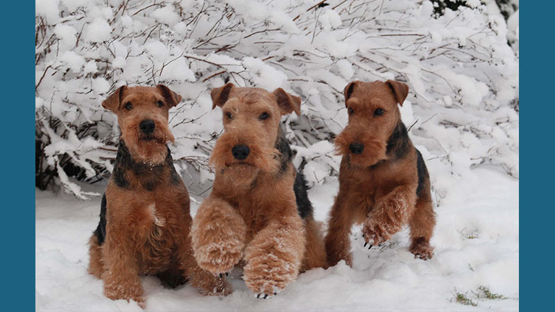 Welsh Terrier 2