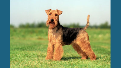 Welsh Terrier 3