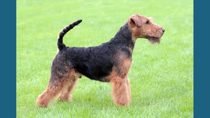 Welsh Terrier 4