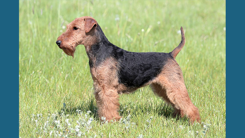 Welsh Terrier 5