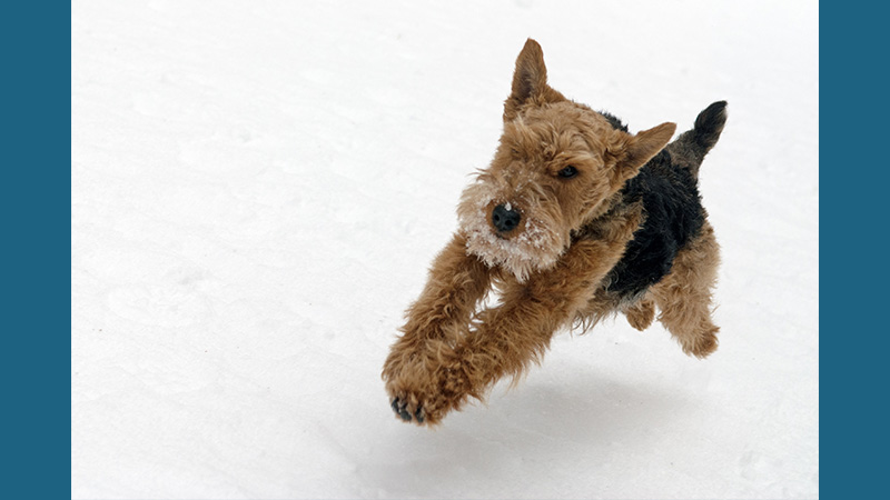 Welsh Terrier 6