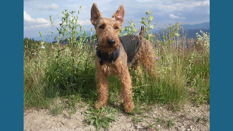 Welsh Terrier 7