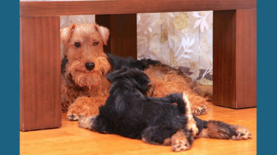 Welsh Terrier 8