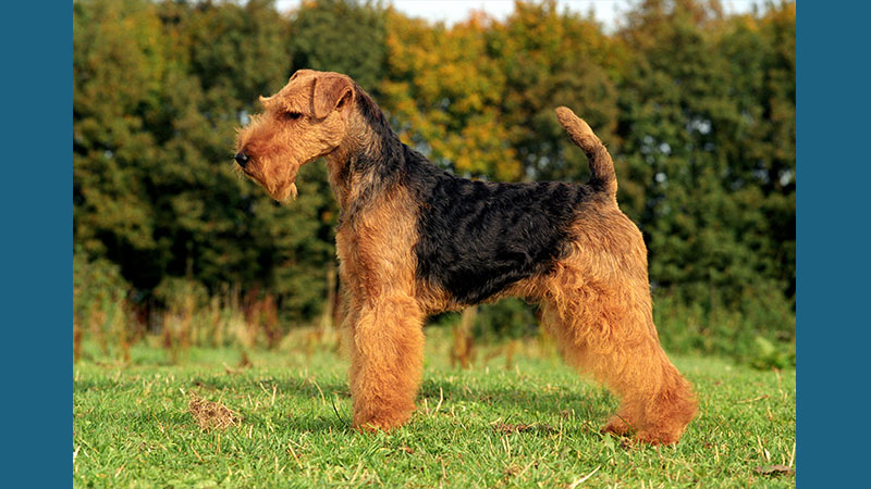 Welsh Terrier 9