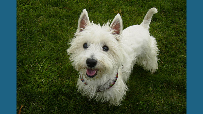 West Highland White Terrier 1