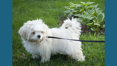 West Highland White Terrier 10