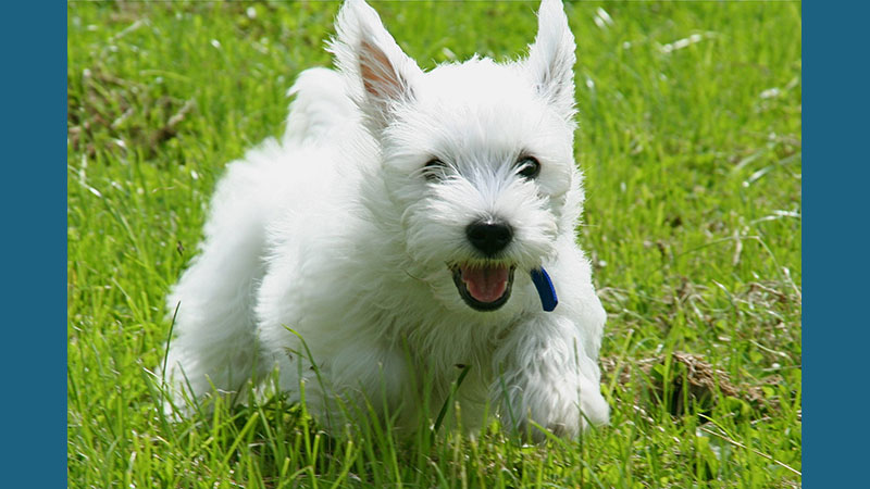 West Highland White Terrier 11
