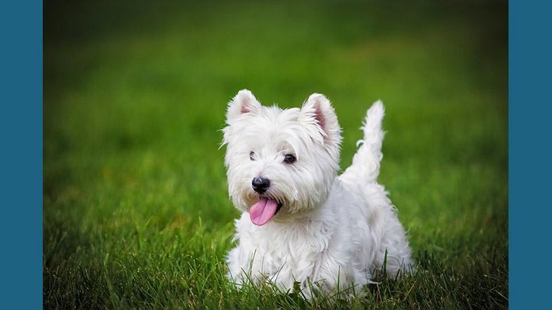 West Highland White Terrier 12