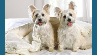 West Highland White Terrier 13