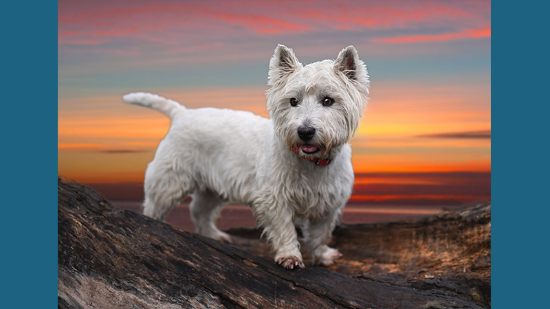 West Highland White Terrier 14