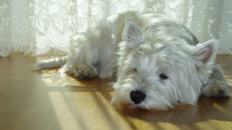 West Highland White Terrier 15