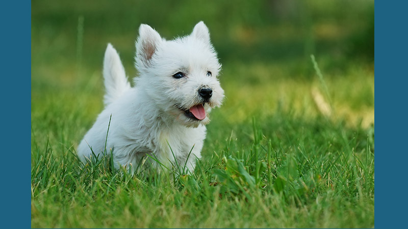 West Highland White Terrier 2