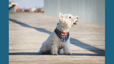 West Highland White Terrier 3