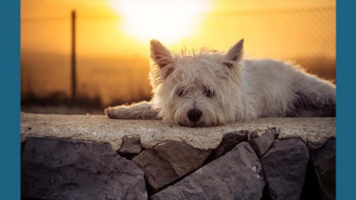 West Highland White Terrier 4