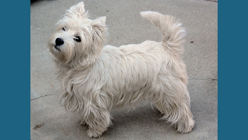 West Highland White Terrier 5