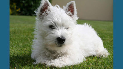 West Highland White Terrier 6