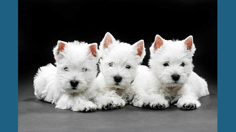 West Highland White Terrier 7