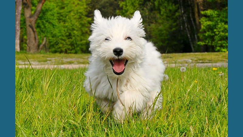 West Highland White Terrier 8