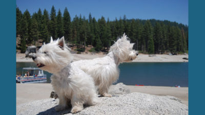 West Highland White Terrier 9