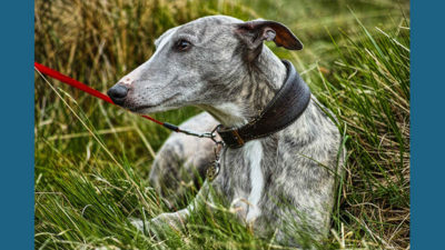 Whippet 1