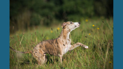 Whippet 10