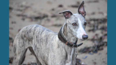 Whippet 11